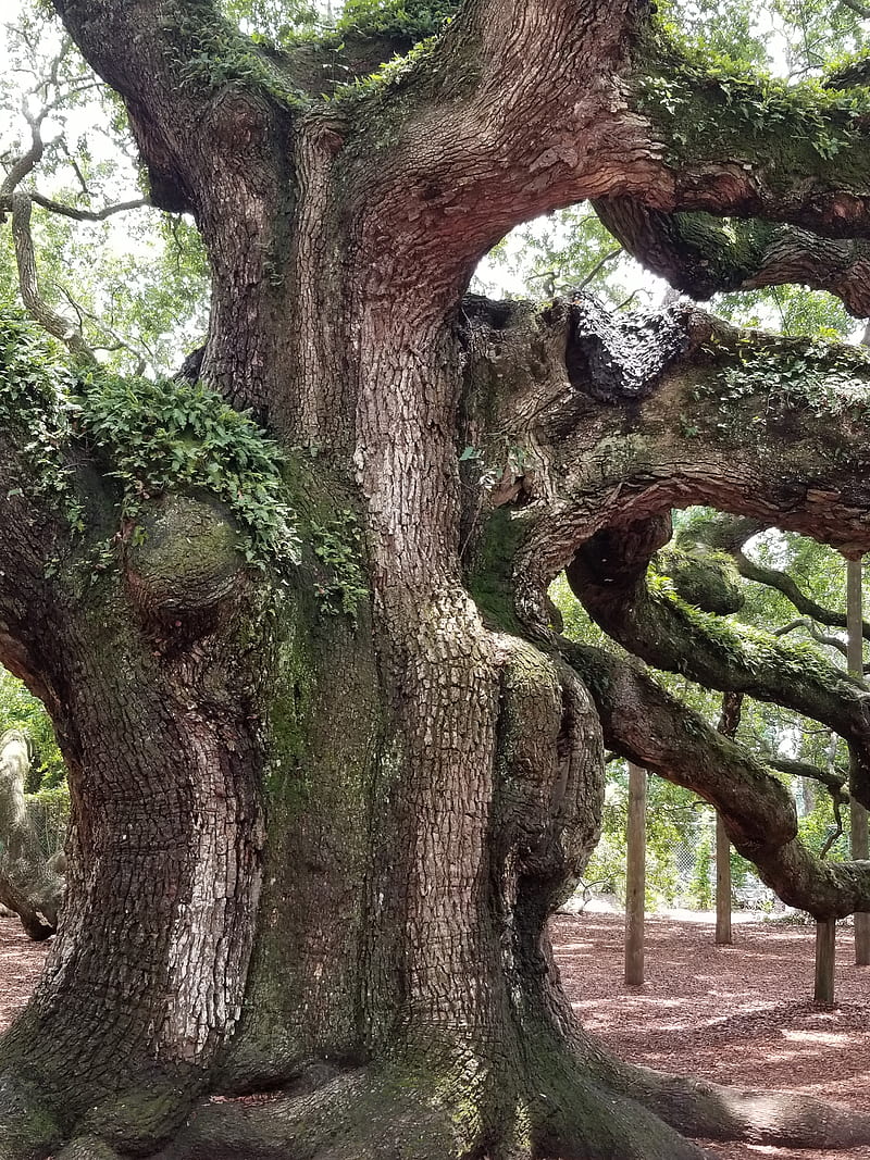 Oak Tree, tree, trees, HD phone wallpaper