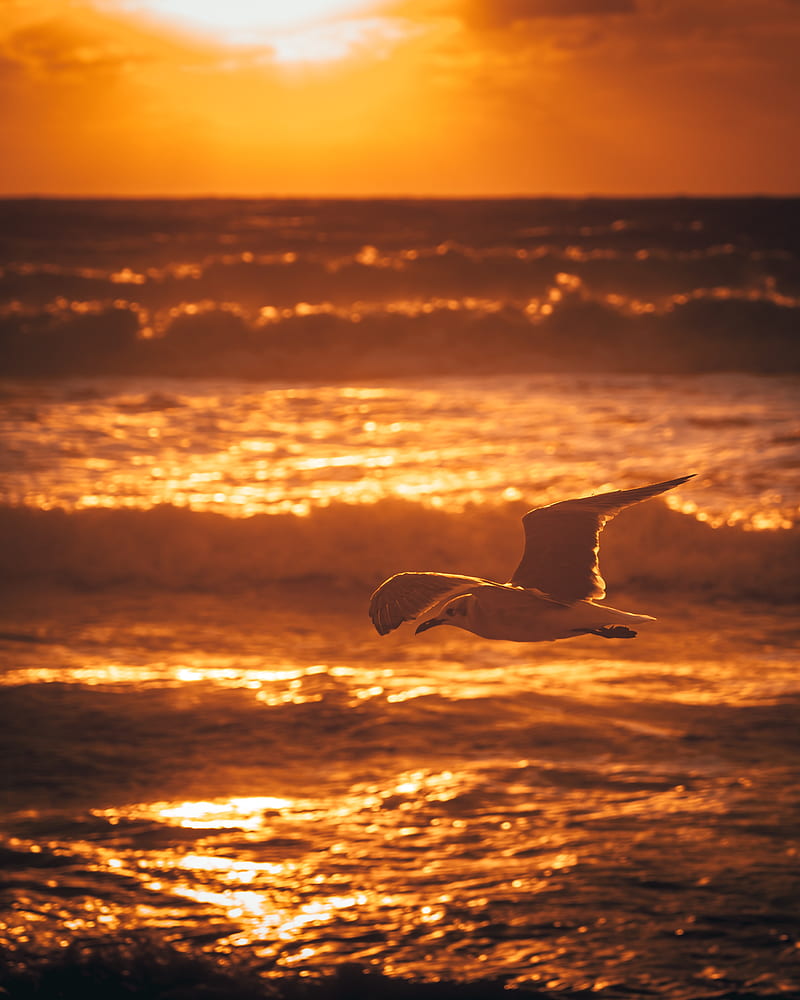 seagull, bird, sea, sunset, water, HD phone wallpaper