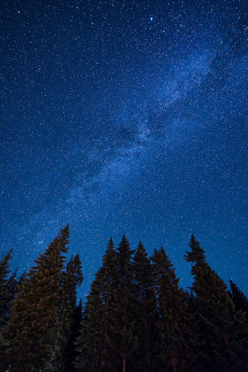 spruce, night, starry sky, stars, nebula, HD phone wallpaper