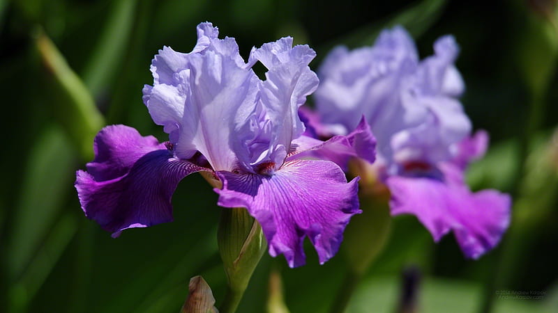 Irises, iris, vara, green, purple, summer, flower, pink, HD wallpaper