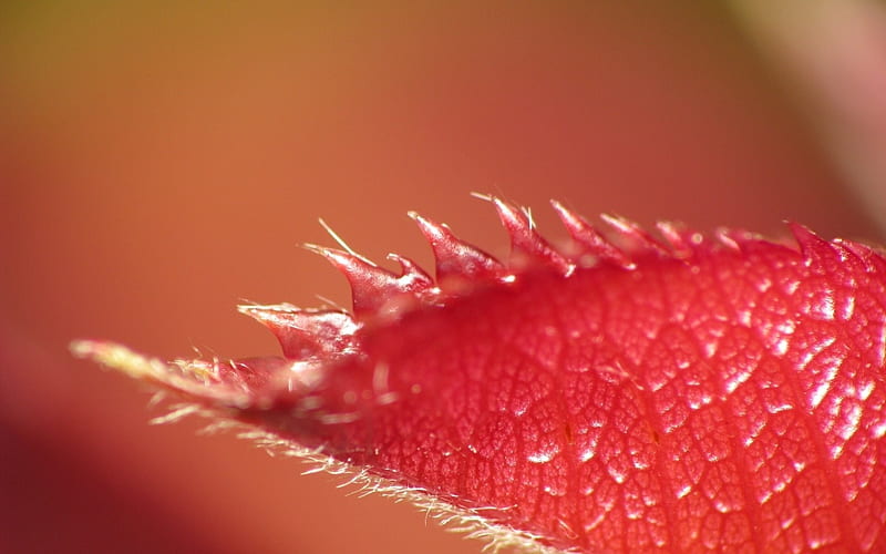 leaf carved red-graphy, HD wallpaper