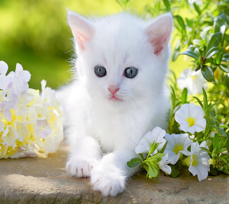 Cute white Kitten, pretty, lovely, grass, bonito, cat, sweet, cute, flowers, kitten, white, field, animals, HD wallpaper