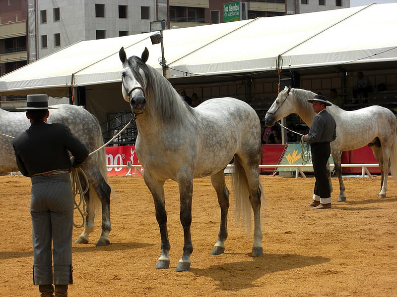 Horse Show, Jerez De La Frontera, sevilla, spanish horse, spanish, jere de la frontera, horses, spain, show, gris, animals, HD wallpaper