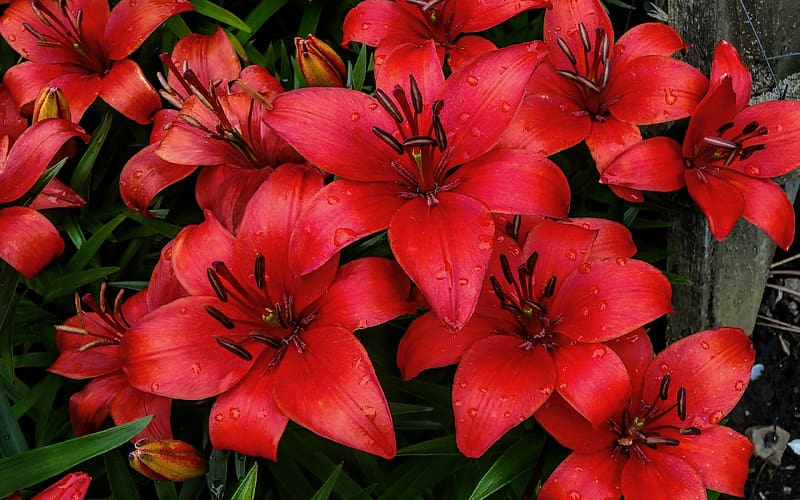 Red lilies, summer, lilium philadelphicum, red, flower, wood lily, nature, lily, vara, HD wallpaper