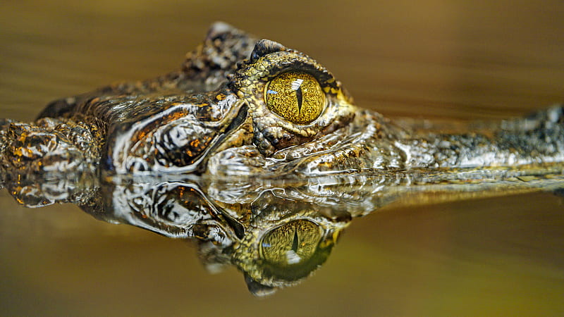 crocodile, eye, predator, reflection, HD wallpaper