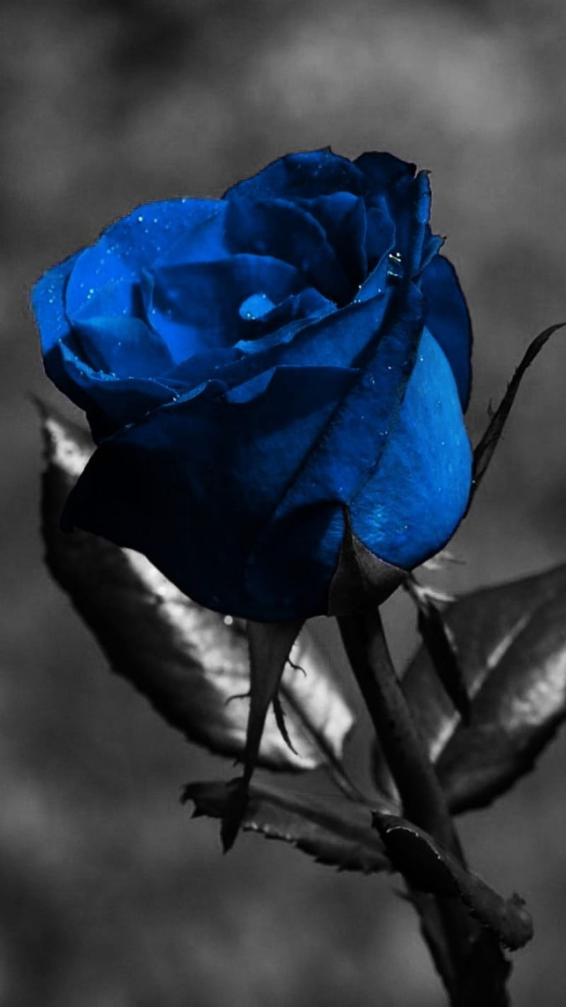 Blue rose, HD phone wallpaper | Peakpx