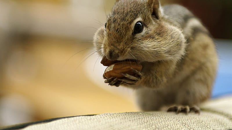 Comical chipmunk eating almonds - chipmunk 1, HD wallpaper