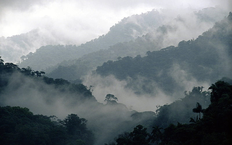 Costa Rica Cloud Forest Reserve Montevideo, HD wallpaper