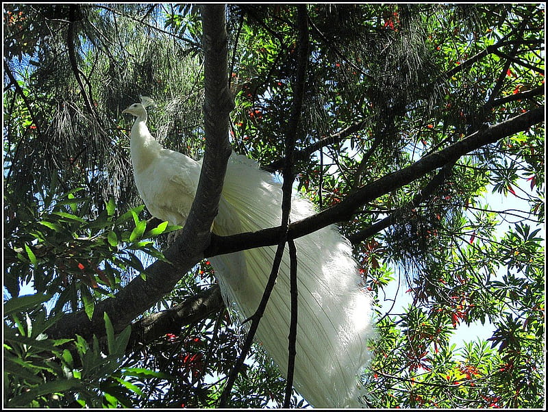 Tree fan, tree, tail, peacock, roost, white, feathers, HD wallpaper