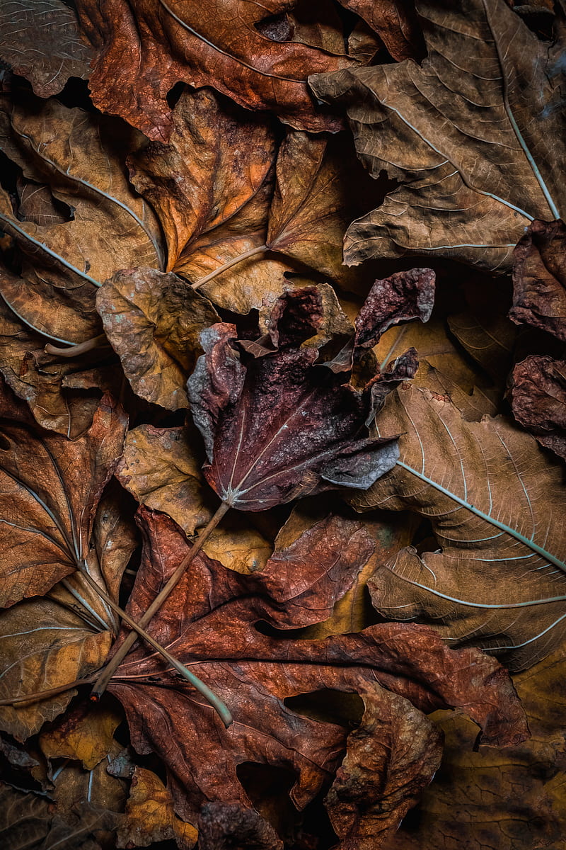 Leaves, dry, brown, macro, autumn, HD phone wallpaper | Peakpx