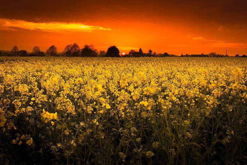 Earth, Rapeseed, Field, Nature, Summer, Sunset, Yellow Flower, HD wallpaper