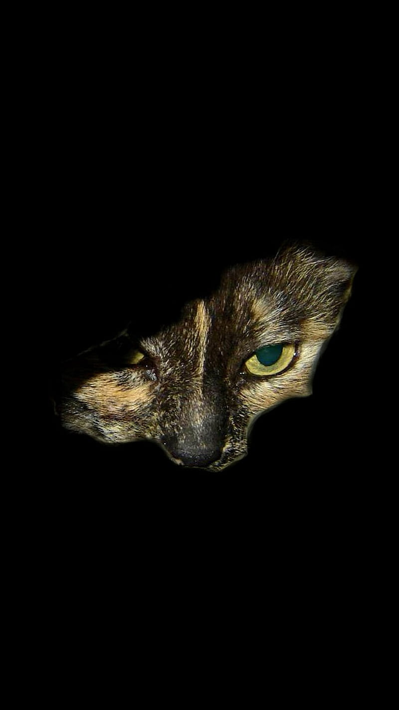 Peek A Boo Cat, black, eyes, face, feline, fun, hello kitty, look, peeking, rip, see me, see you, spy, torn, tortoiseshell, HD phone wallpaper