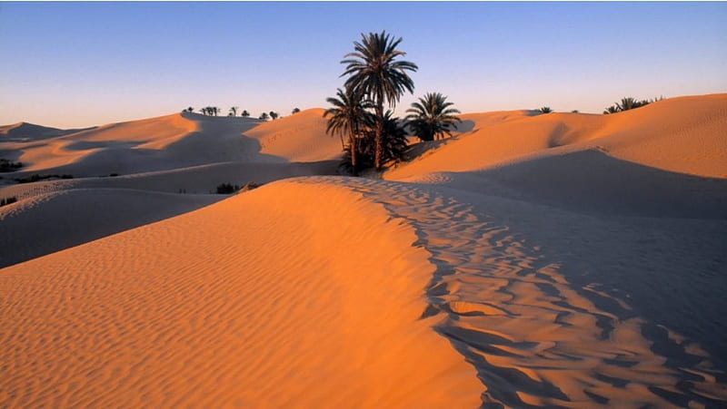 Sahara, sand, palm, oase, desolate, HD wallpaper