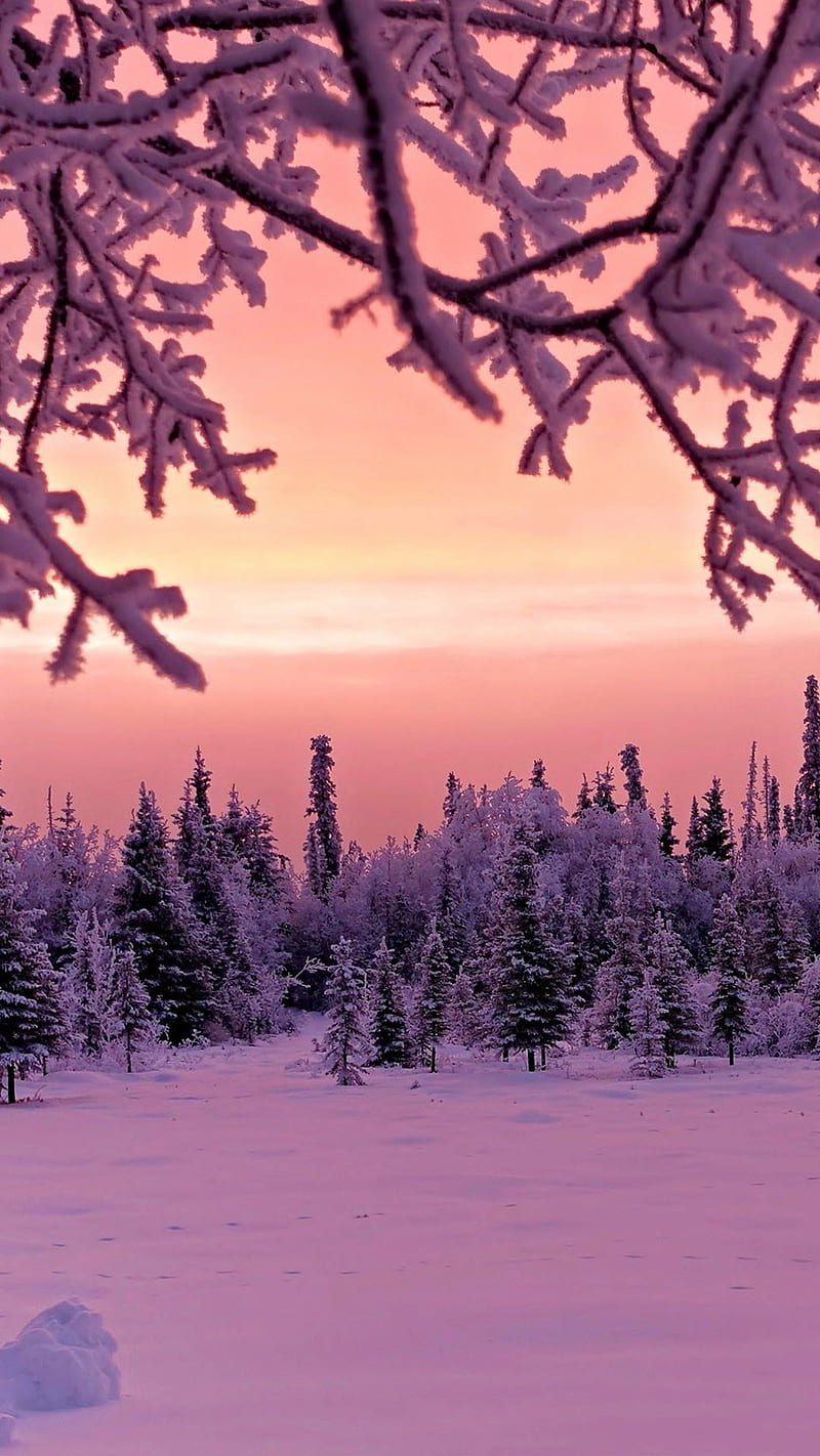 Pink winter, snow, trees, HD phone wallpaper