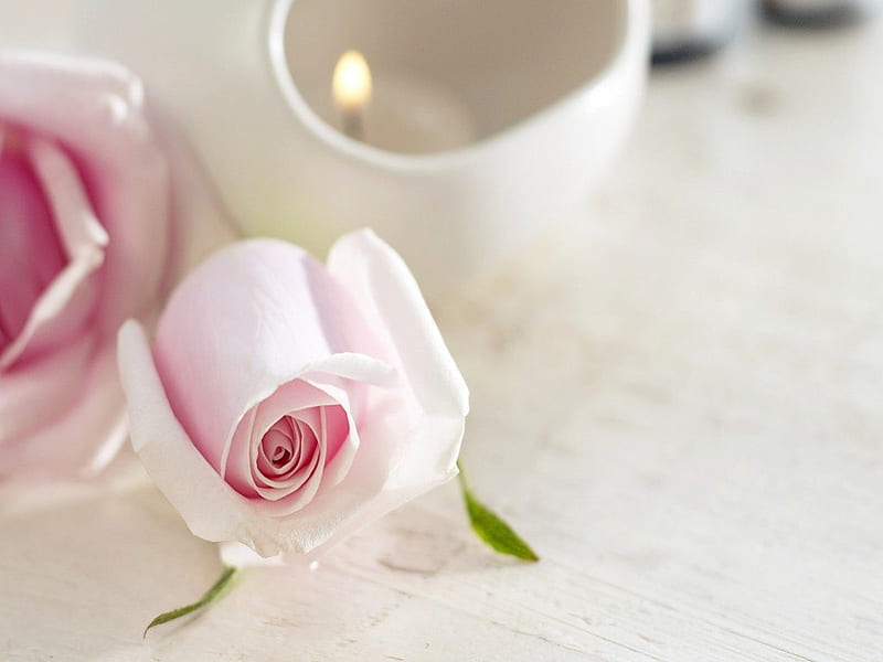 pink rose for tea time, pink rose, tea time, still life, flowers, HD wallpaper