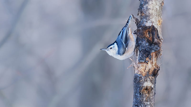 Blue White Nuthatch Bird On Tree Trunk Birds, HD wallpaper
