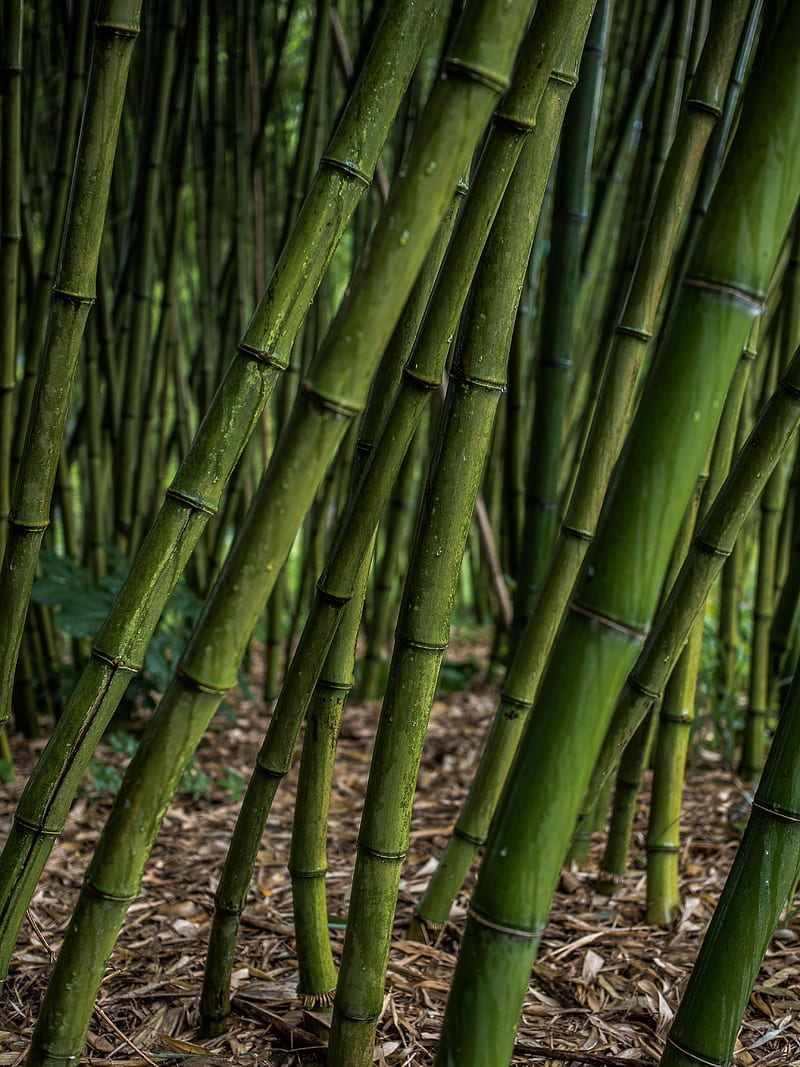 bamboo, grove, plants, green, HD phone wallpaper