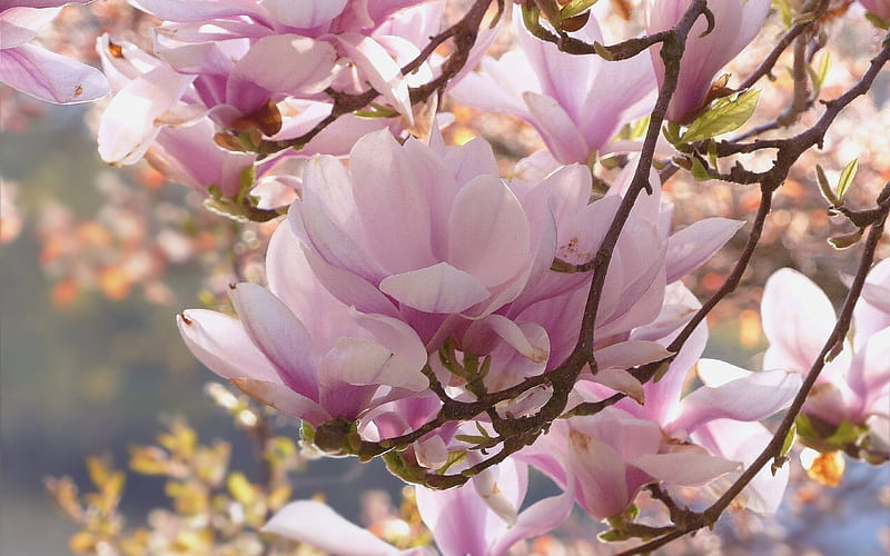 Magnolia, tree, blooms, pink, spring, HD wallpaper