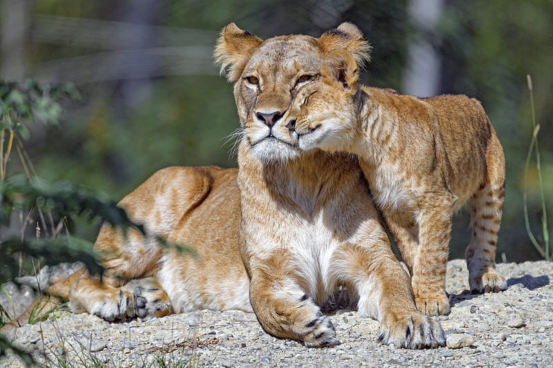 lioness, cub, family, cute, care, big cat, HD wallpaper