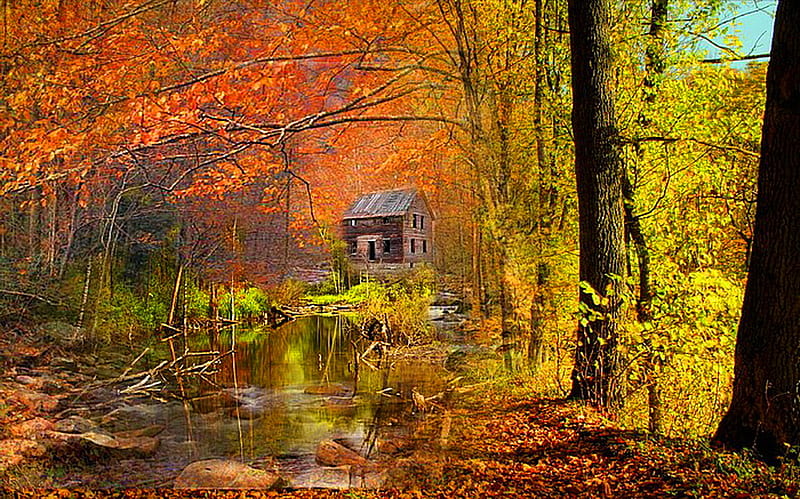 In the autumn woods, forest, autumn, gold, leaves, green, orange, colors, old house, HD wallpaper