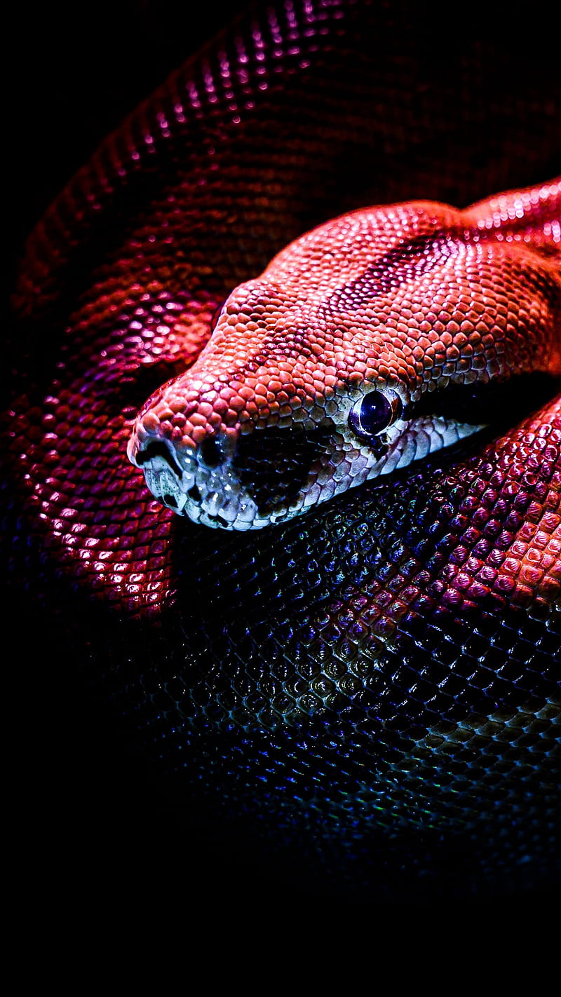 Red Snake , scales, dark, reptile, wild, HD phone wallpaper