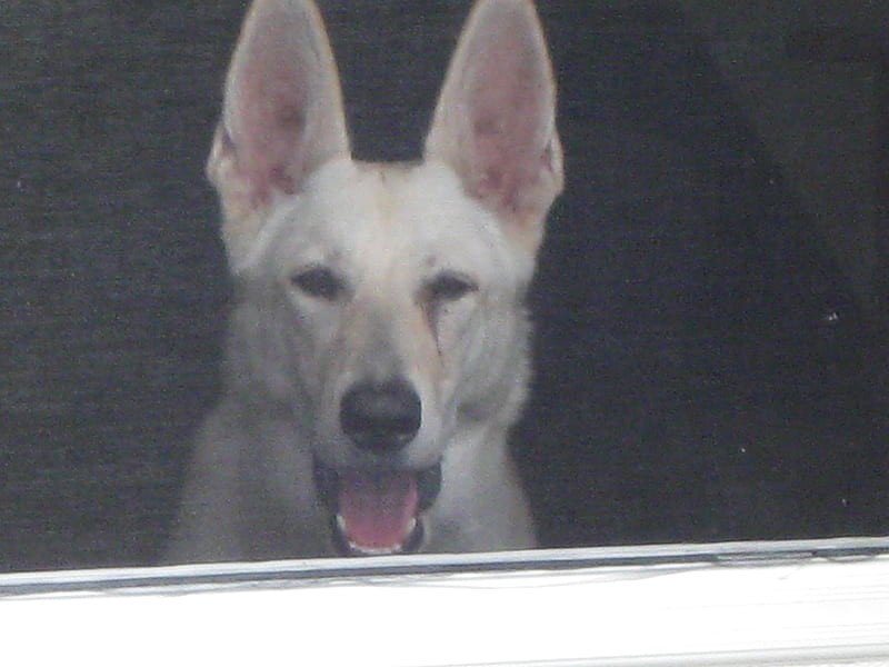 My guard dog Camie, white, cat, famliy, dog, HD wallpaper