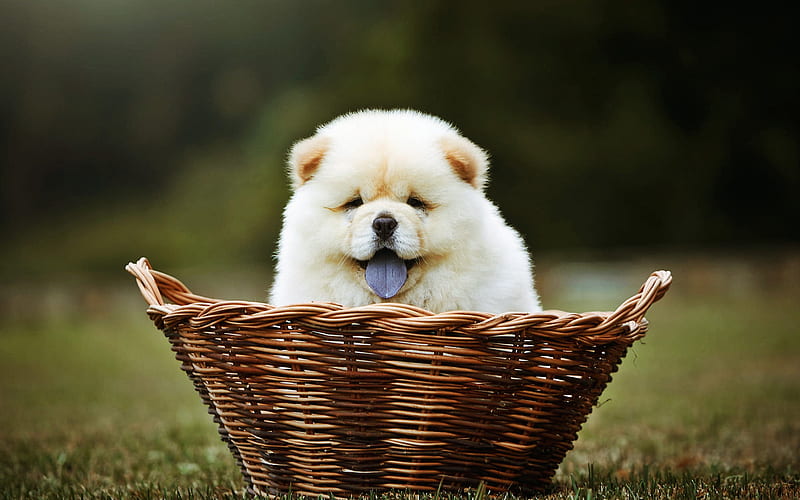 Chow Chow in basket, puppy, close-up, furry dog, blue tongue, Chow Chow, pets, small Chow Chow, green grass, Songshi Quan, dogs, Chow Chow Dog, HD wallpaper