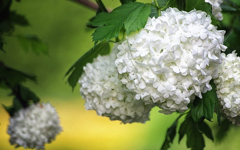 Hydrangea Peel and Stick Wallpaper - Walmart.com