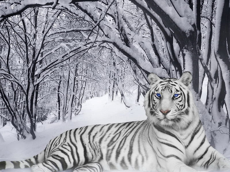 Christmas tiger, forest, chreistmas, snow, tiger, white, HD wallpaper