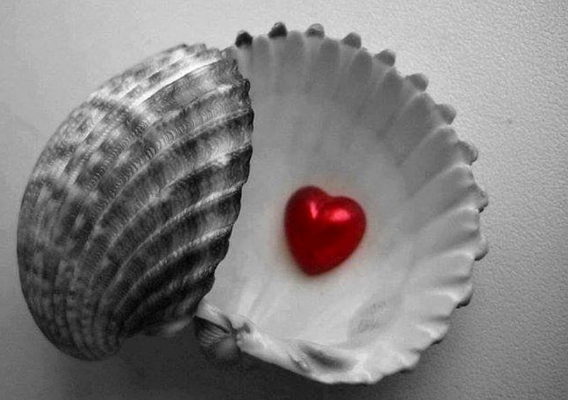 Love, bonito, oyster, heart, HD wallpaper