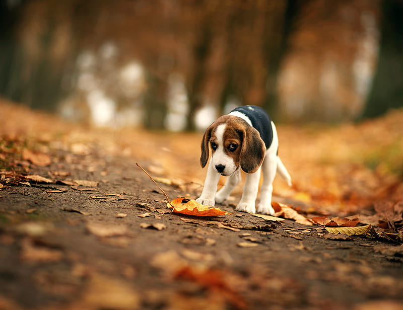 Beagle, dog, animals, beagle, HD wallpaper