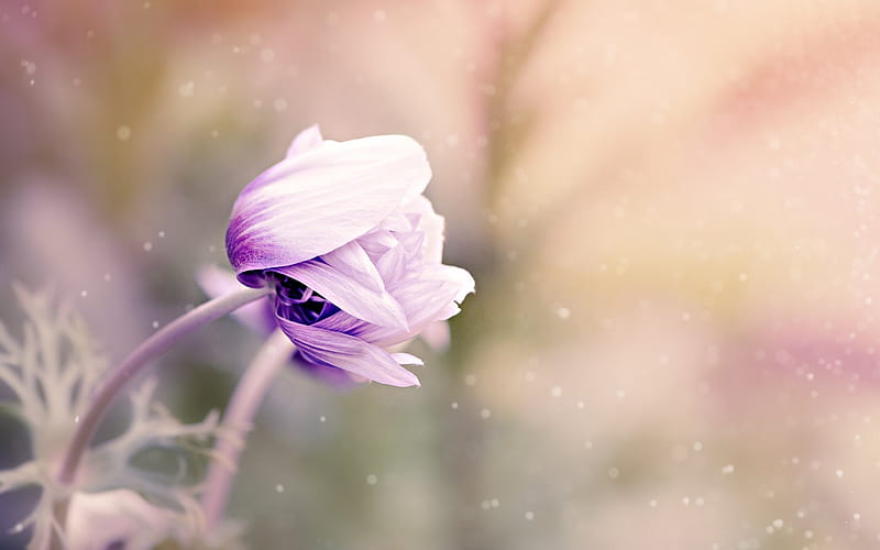 anemone, bud, violet flower, anemonastrum, blur, HD wallpaper