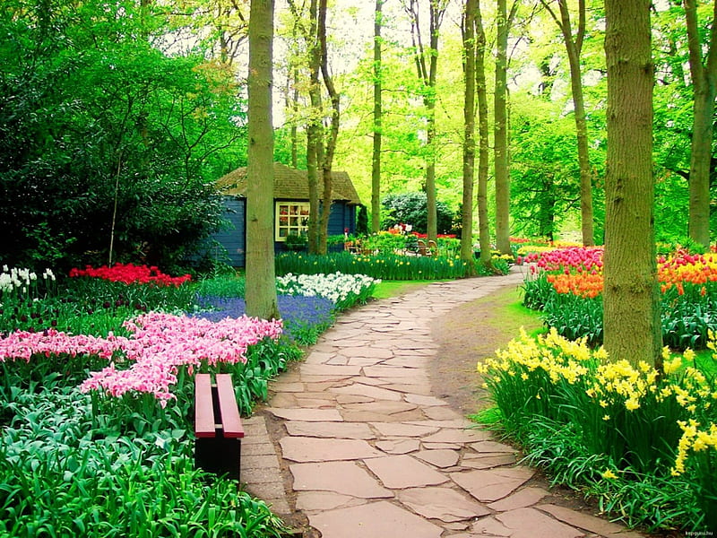 Keukenhof-Holland, pretty, grass, bonito, fragrance, Holland, flowers, tulips, lovely, greenery, Keukenhof, scent, spring, park, trees, freshness, alleys, nature, walk, HD wallpaper