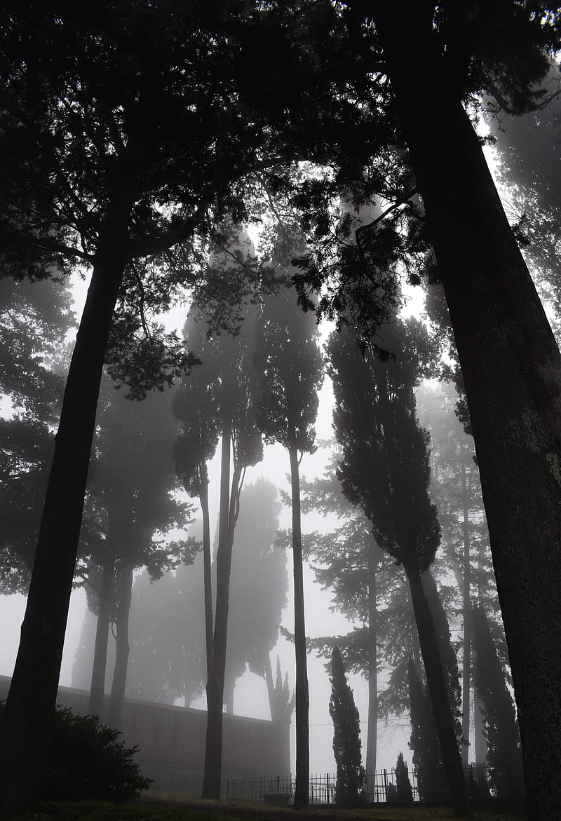 trees, fog, bw, gloomy, dark, HD phone wallpaper