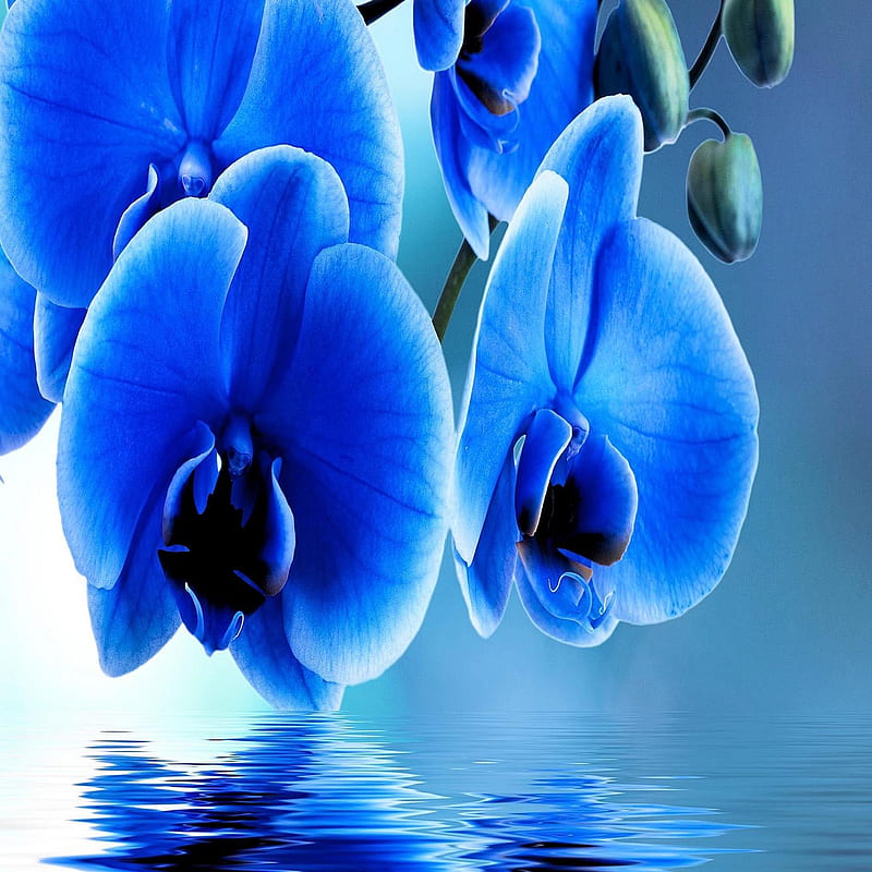 Blue flowers, bonito, cute, look, nice, HD phone wallpaper | Peakpx