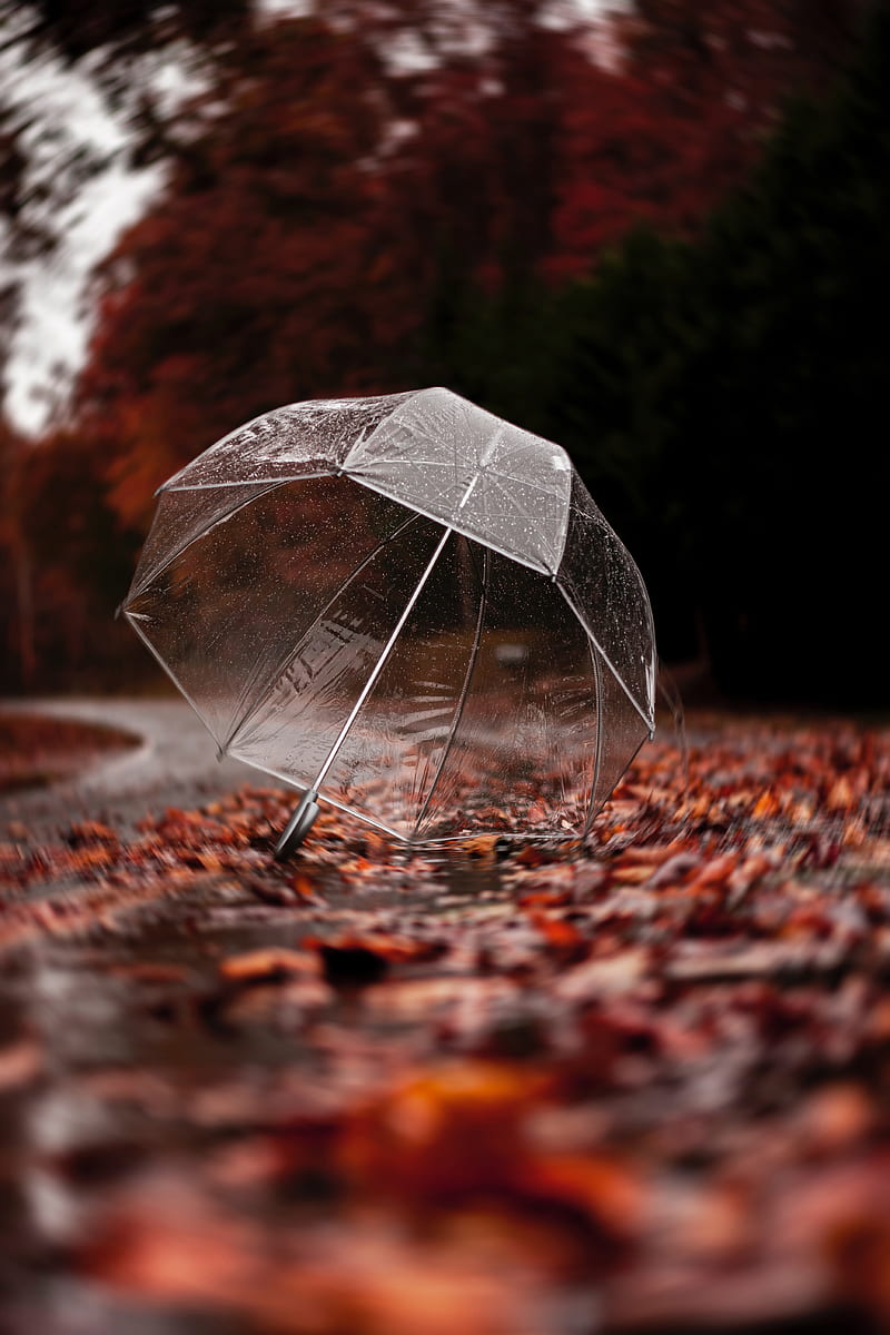 umbrella, autumn, rain, foliage, HD phone wallpaper