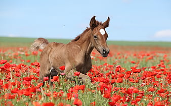 horses in flower fields