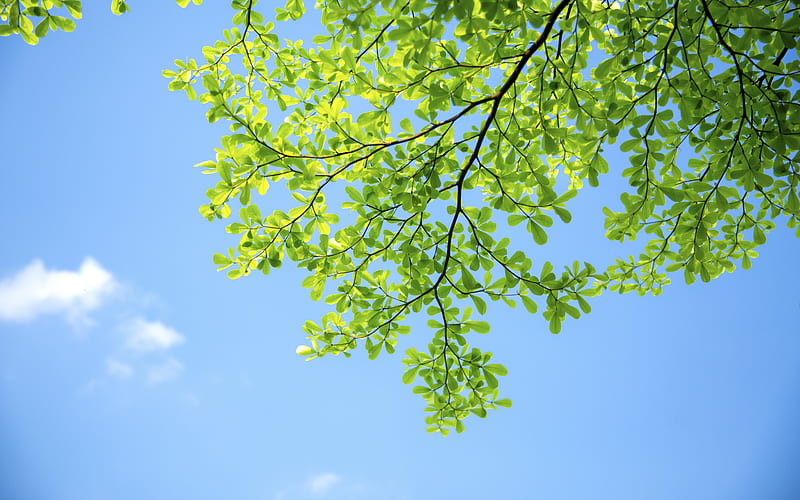 Midsummer Fresh Green Leaves 2021 Blue Sky, HD wallpaper