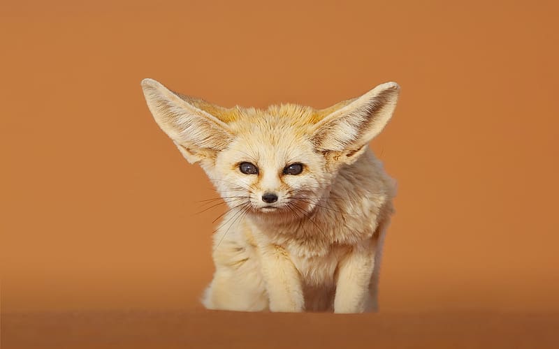Animal, Fennec Fox, HD wallpaper