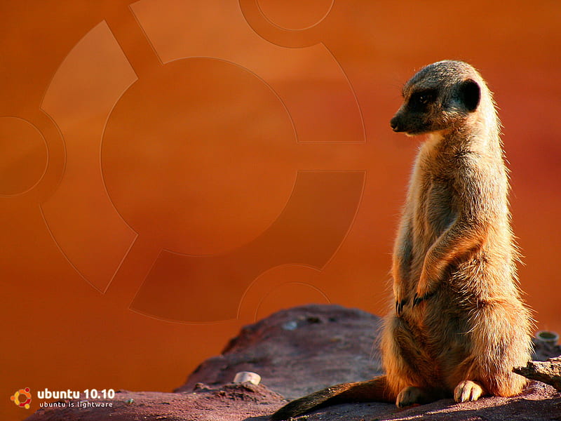 Ubuntu 10.10, meerkat, linux, ubuntu, surikata, HD wallpaper