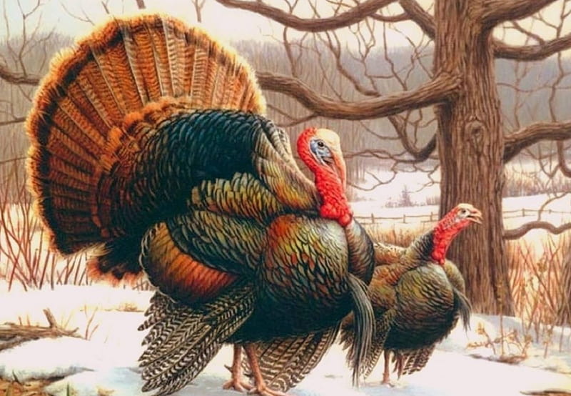 Wild Turkeys, holidays, Thanksgivings, love four seasons, xmas and new year, winter, turkeys, Thanksgiving, snow, nature, animals, HD wallpaper