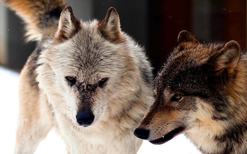 Body guards, arctic, friendship, grey wolf, nature, wolf, majestic ...