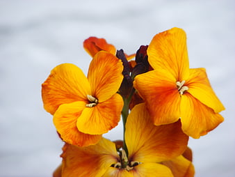 HD wallflowers wallpapers | Peakpx