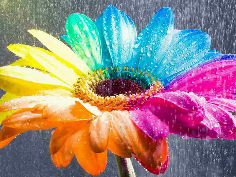 Rainbow Daisy, orange, colors, yellow, bonito, drops, rainbow, rain, pink, daisy, blue, HD wallpaper