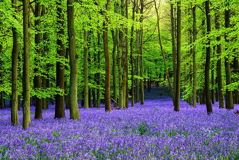 HD flowers in the forest wallpapers | Peakpx
