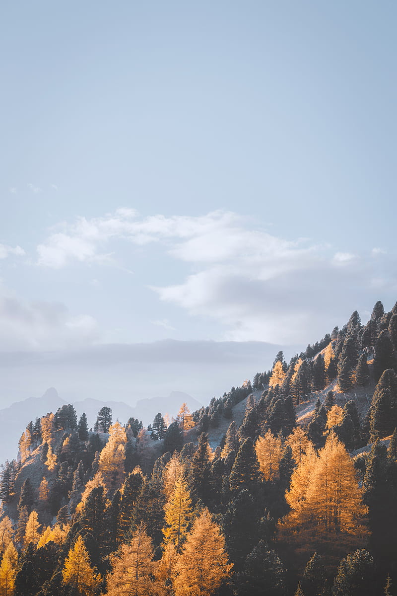 mountains, trees, fog, slope, landscape, HD phone wallpaper