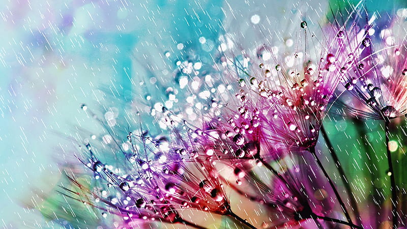 Spring Showers, showers, raindrops, summer, flowers, spring, rain, delicate, Firefox Persona theme, HD wallpaper