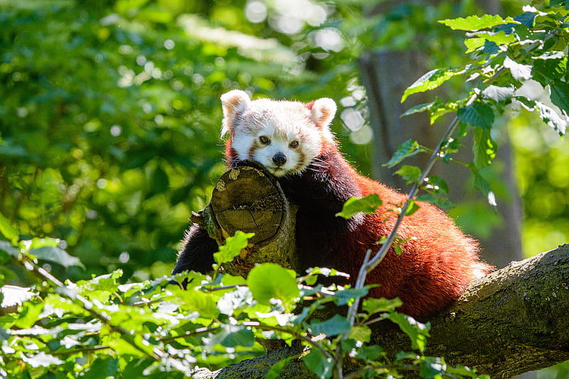 red panda, panda, beast, tree, HD wallpaper