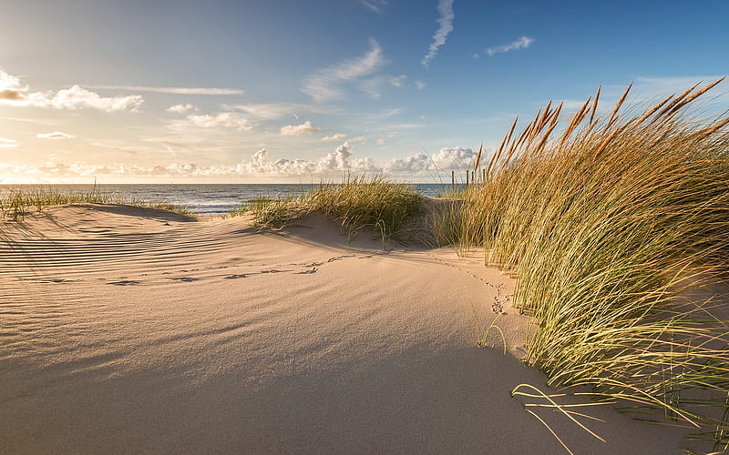 Sandy Beach, beach, sand, grass, sea, dunes, HD wallpaper