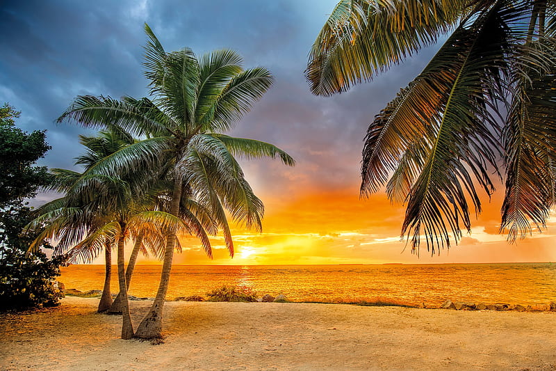 Beach in Key West, bonito, sunset, tropical, palms, sea, sands, exotic, ocean, beach, paradise, sunrise, HD wallpaper